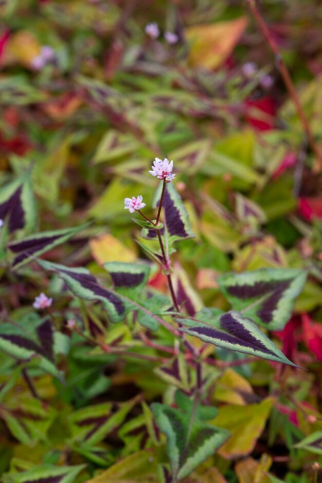knotweed 'Silver Brown'