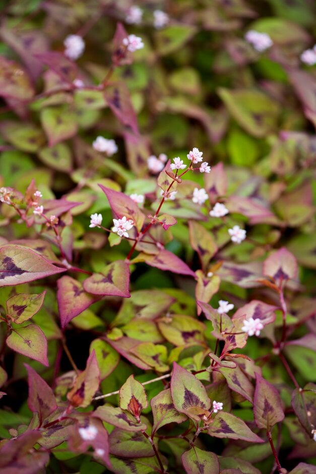 small-headed knotweed