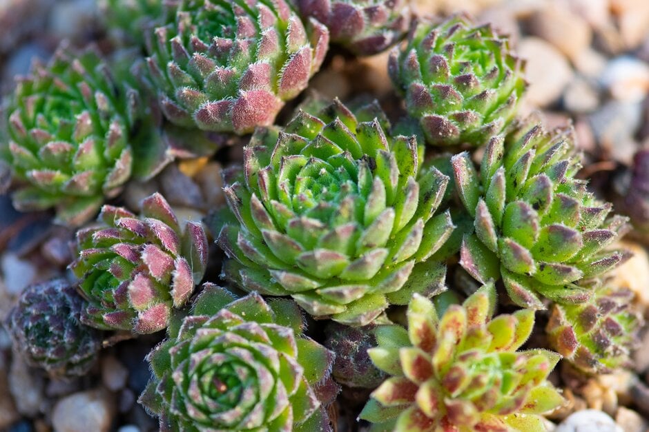 <em>Sempervivum</em> <em>ciliosum</em> var. <em>borisii</em>