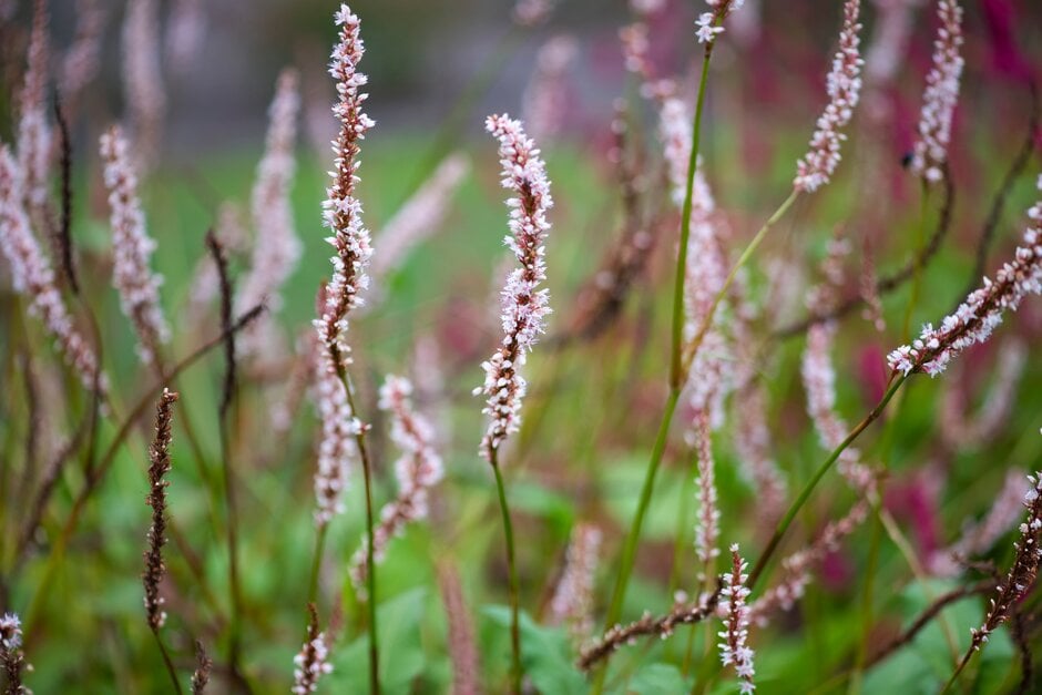 red bistort 'Fat White'