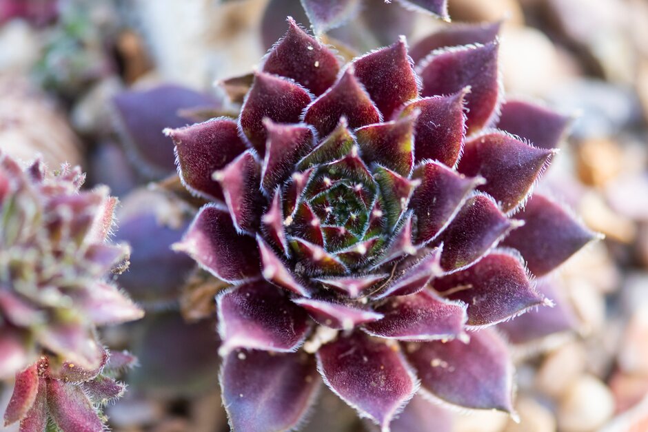 houseleek 'Corsair'