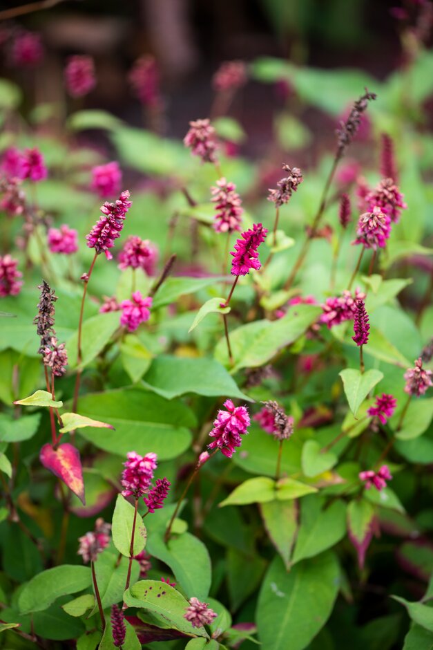 red bistort 'Inverleith'