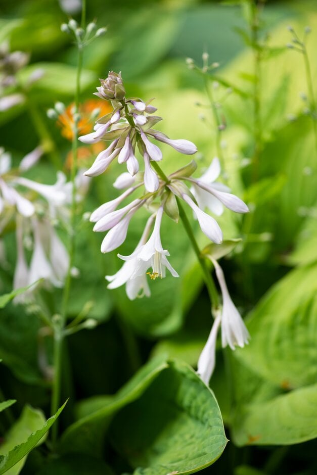 plantain lily 'T. Rex'