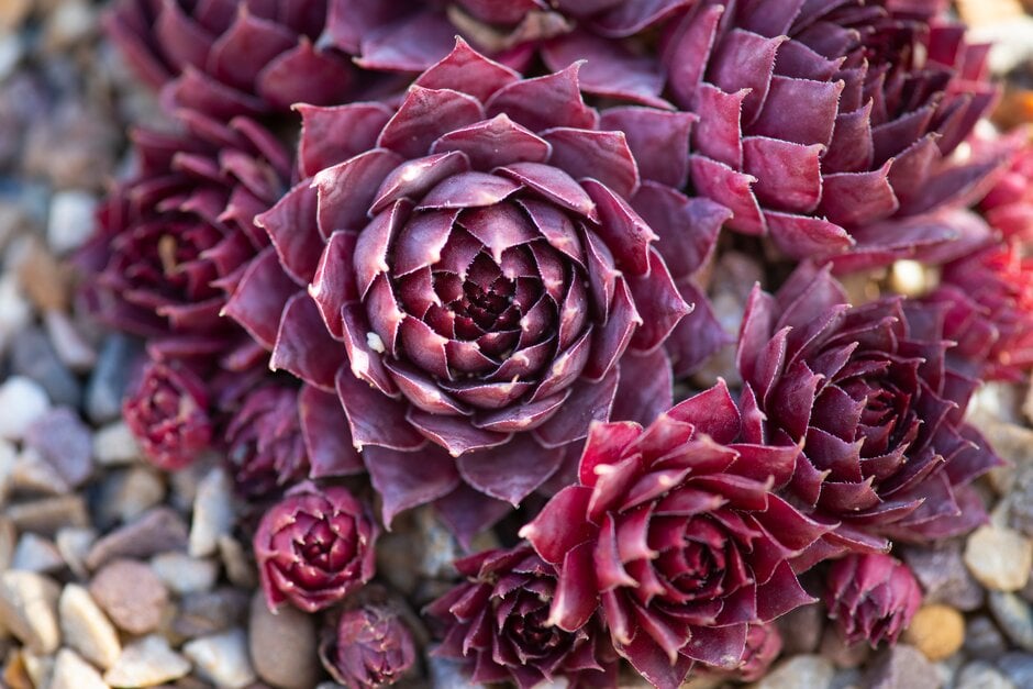houseleek 'Fuego'