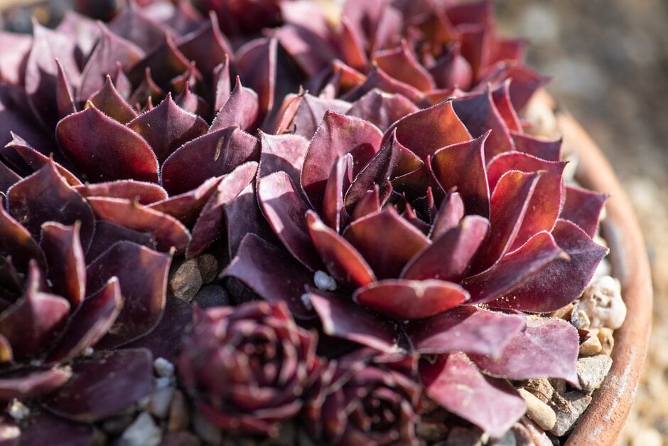houseleek 'Ford's Spring'