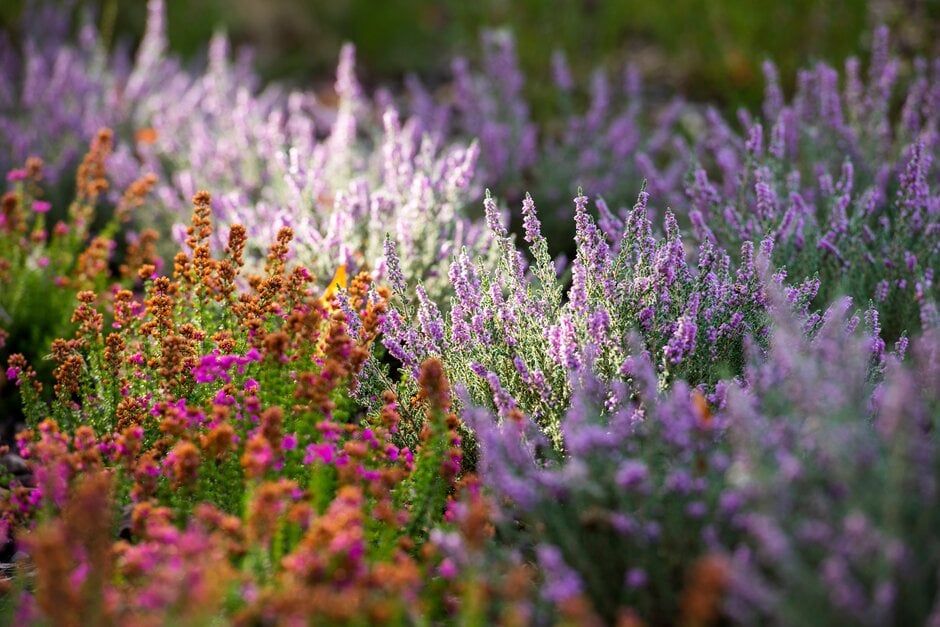 heather 'Hirsuta Typica'