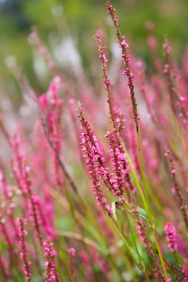 red bistort [JS Seven Oaks Village]
