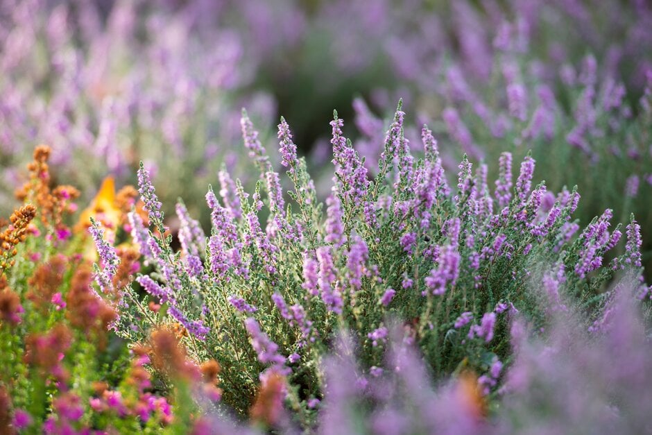 heather 'Hirsuta Typica'
