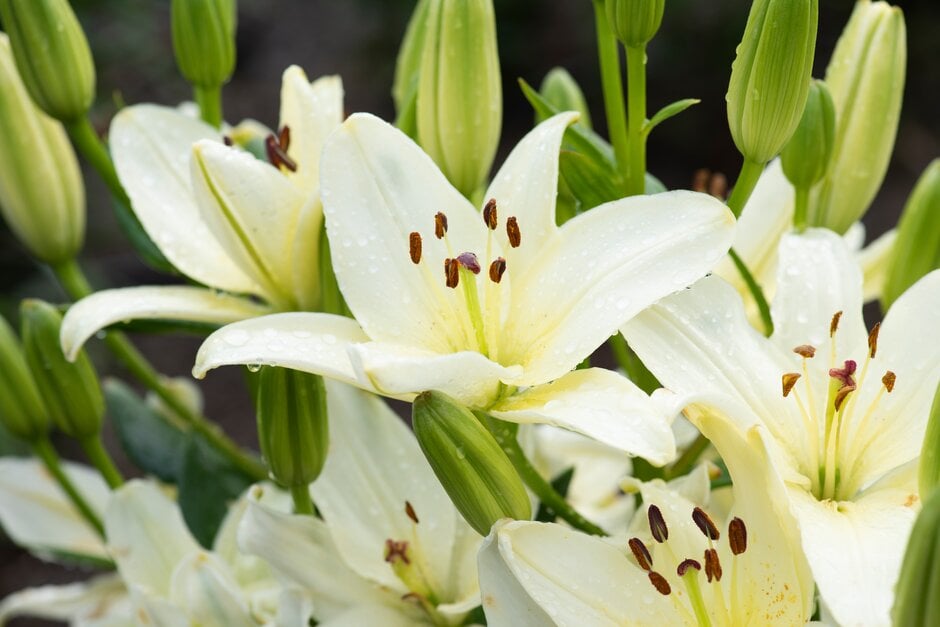 Lilium &Sparkling Joy& (Ia-b/c) | lily &Sparkling Joy& Bulbs/RHS Gardening