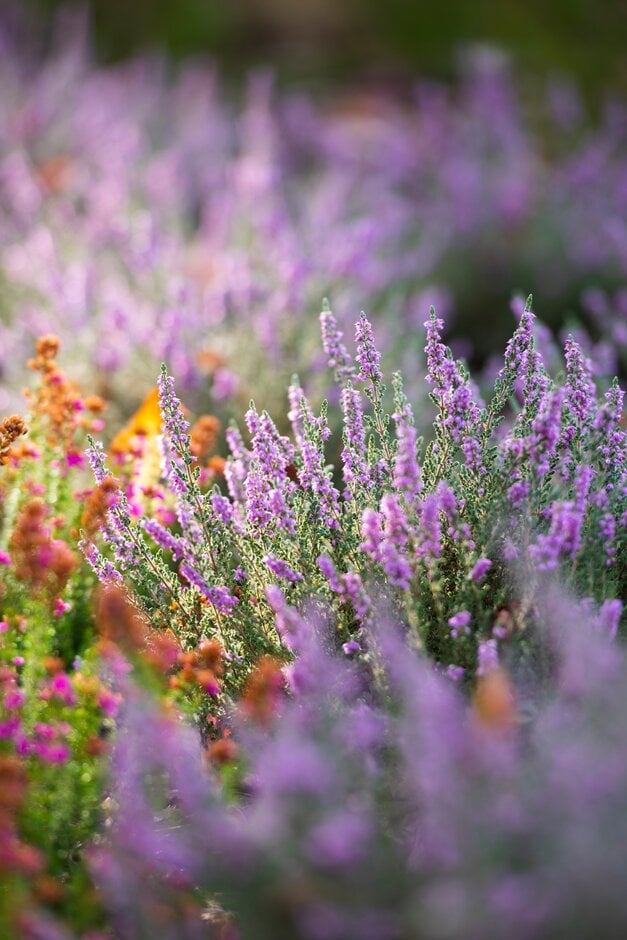 heather 'Hirsuta Typica'