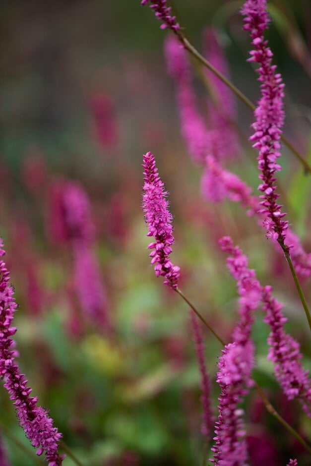 bistort 'October Pink'