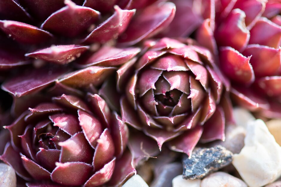 houseleek 'Hayling'