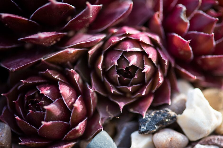 houseleek 'Hayling'