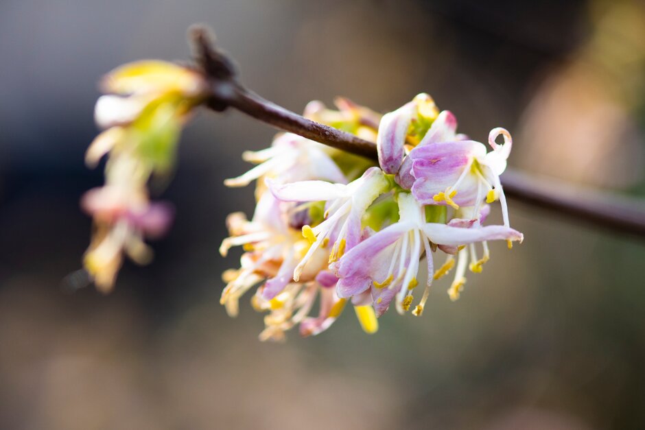 lance-flowered Standish's honeysuckle 'Budapest'