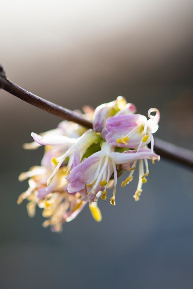 lance-flowered Standish's honeysuckle 'Budapest'