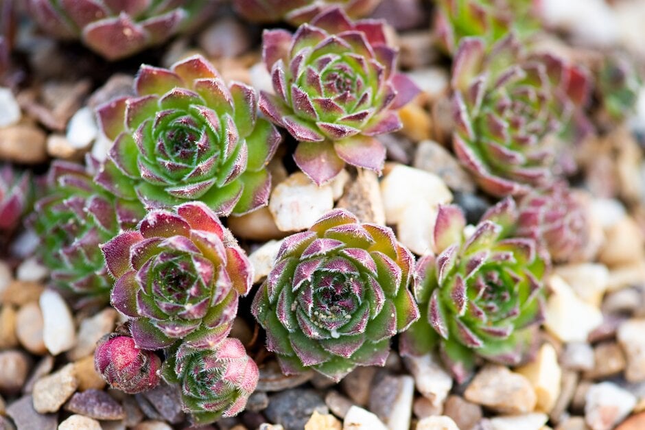 Kindinger houseleek