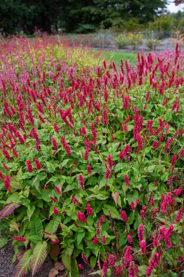 red bistort 'JS Caliente'