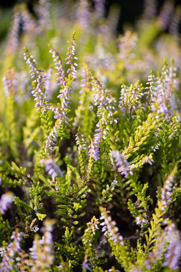heather 'Orange Queen'