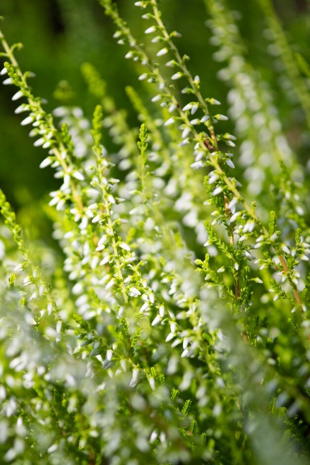 heather 'Serlei Aurea'