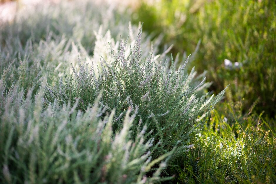 heather 'Hirsuta Typica'