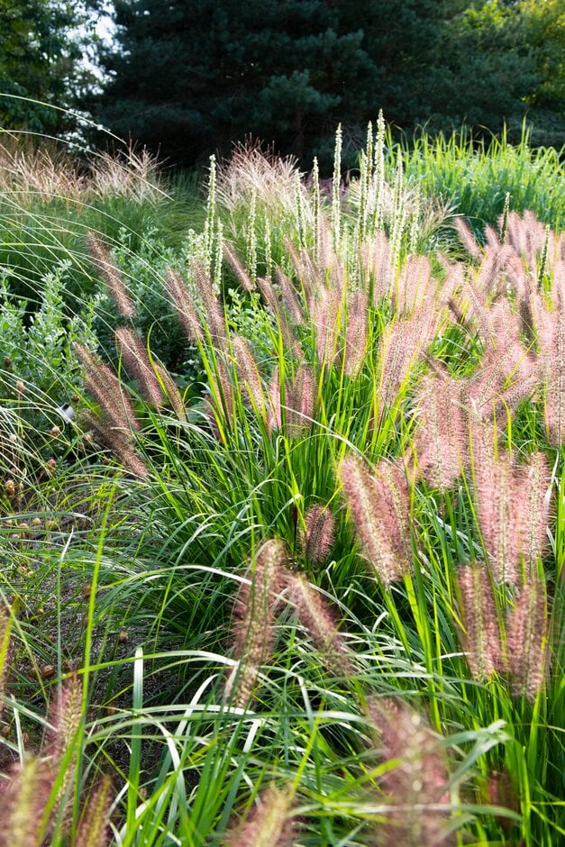 Chinese fountain grass 'Red Head'
