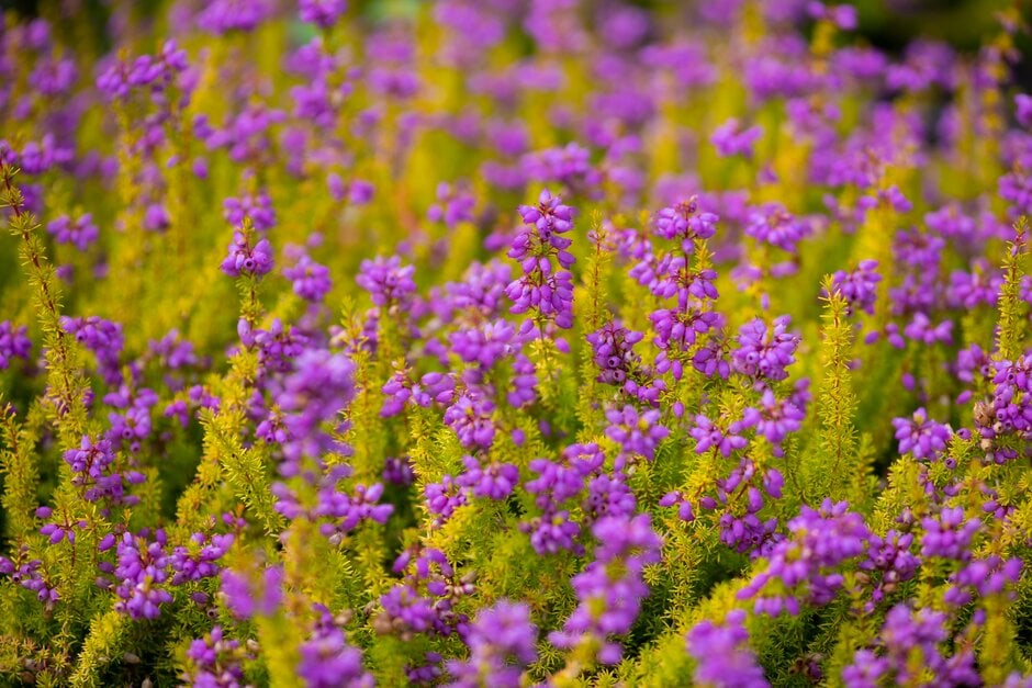 bell heather 'Windlebrooke'