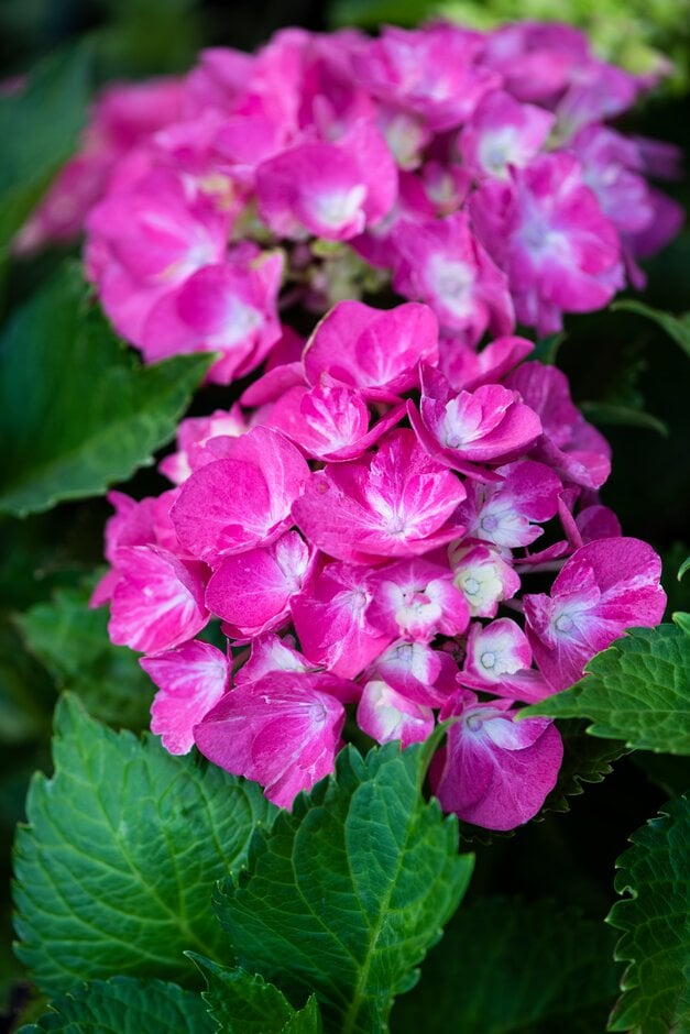 Hydrangea macrophylla &Early Sensation& (Forever and Ever Series) (H