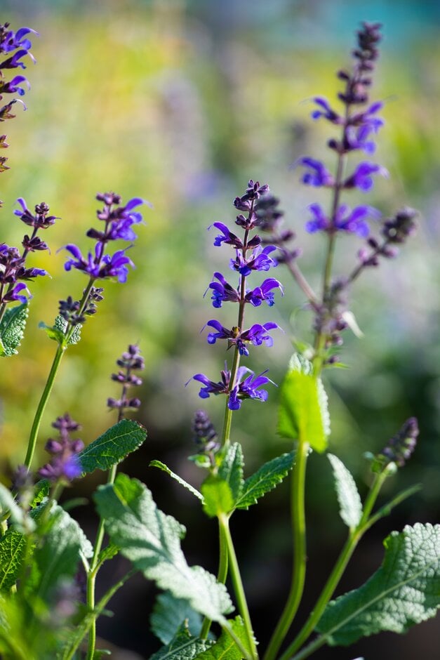 Salvia × sylvestris &Viola Klose& wood sage &Viola Klose& Herbaceous