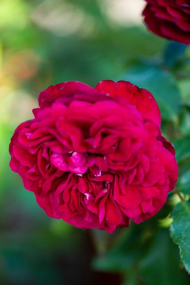 rose [Ondella]