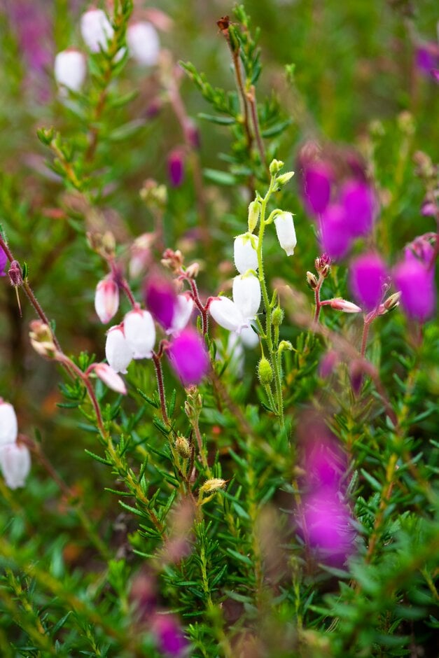 Irish heath 'Bicolor'