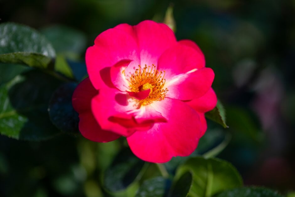 rose [Rosy Cheeks]