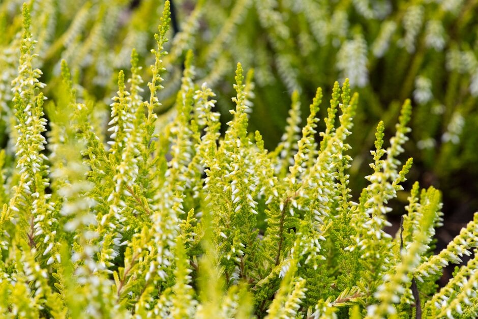 heather 'Yellow Basket'
