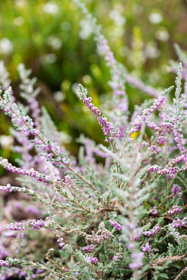 heather 'Silver Queen'