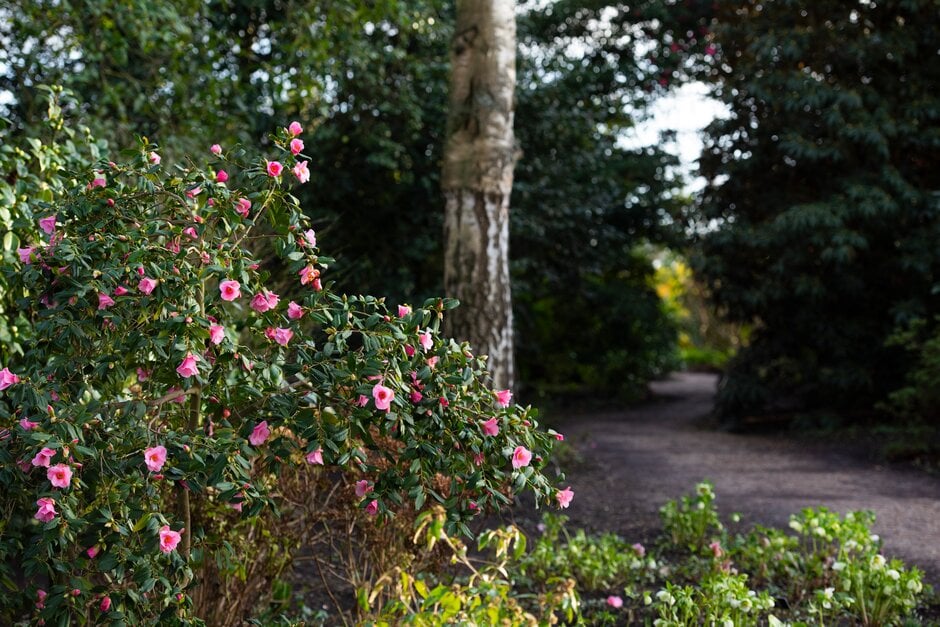 camellia 'Bow Bells'