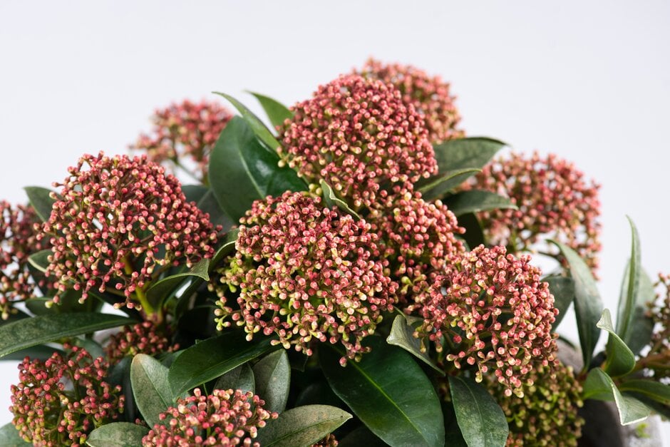 skimmia [Pink Dwarf]