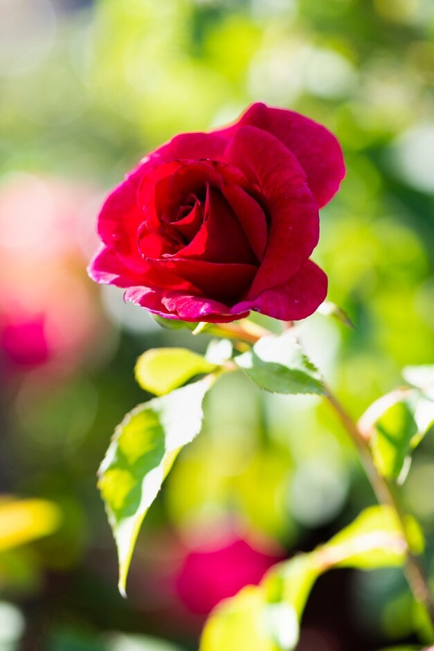 Rosa Lovestruck ('Dicommatac') (F) Rosa Lovestruck ('Dicommatac') (F)