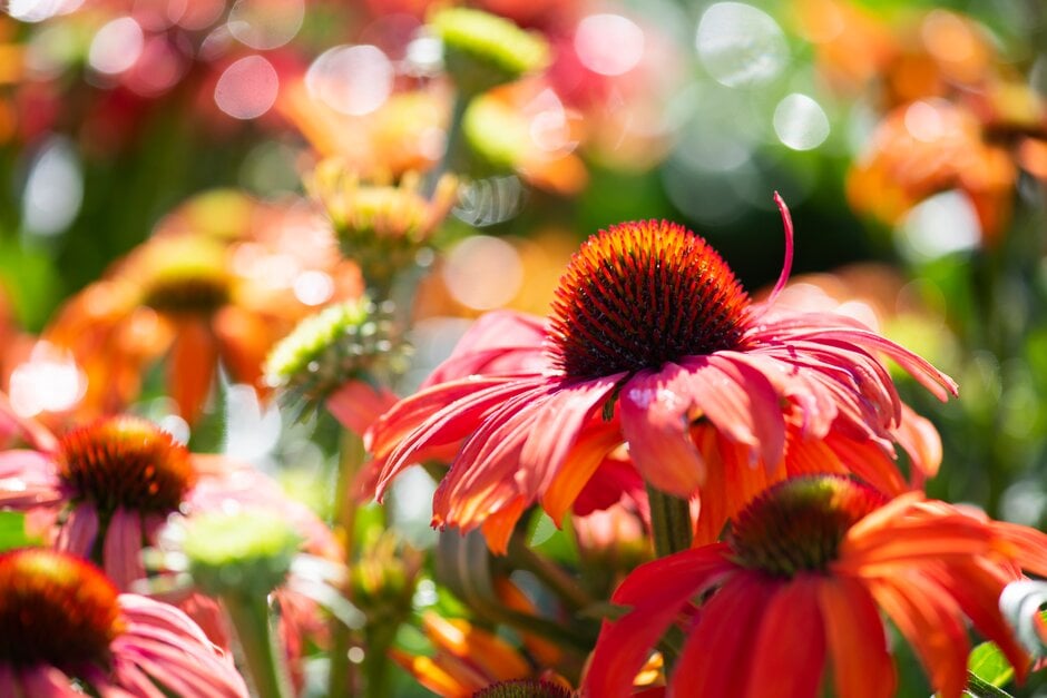 coneflower [SunSeekers Red]