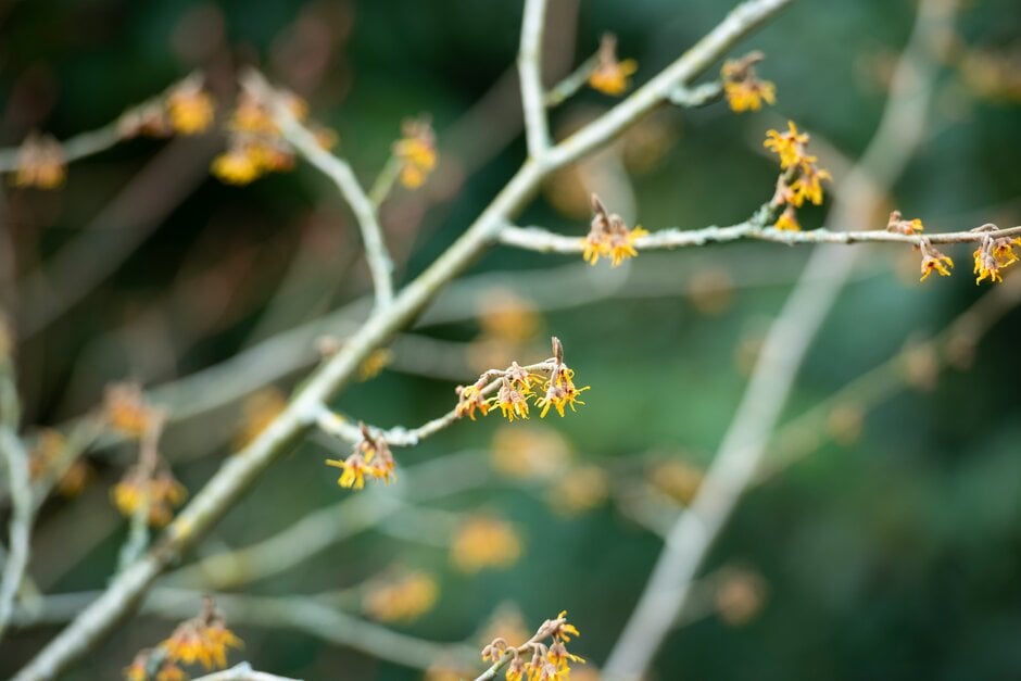 witch hazel 'Sandra'