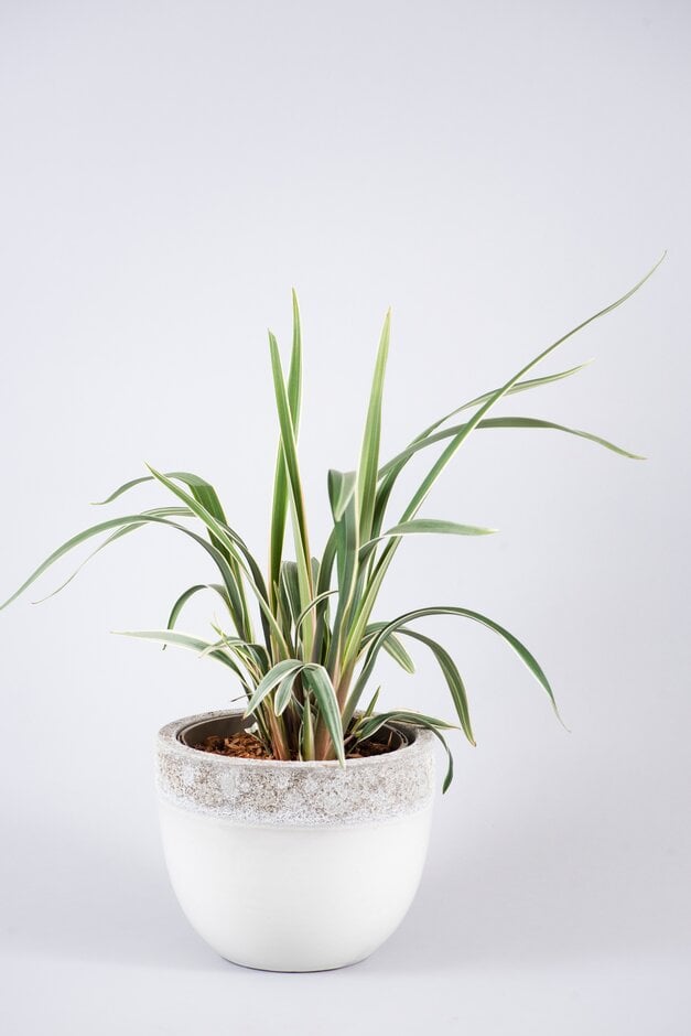 white striped Tasman flax lily
