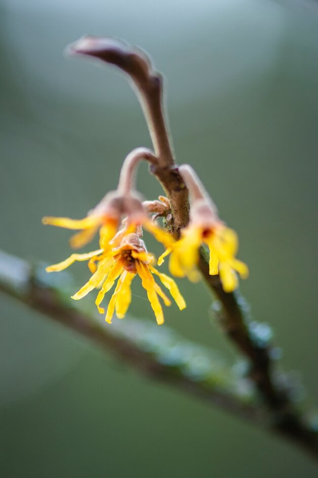 witch hazel 'Sandra'
