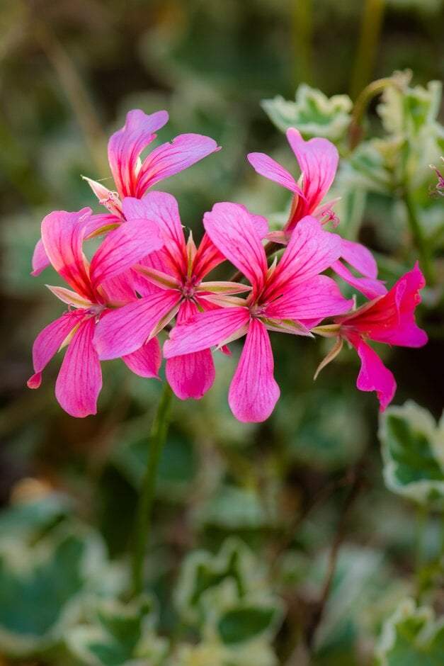 <i>Pelargonium</i> 'Hederinum' (I)