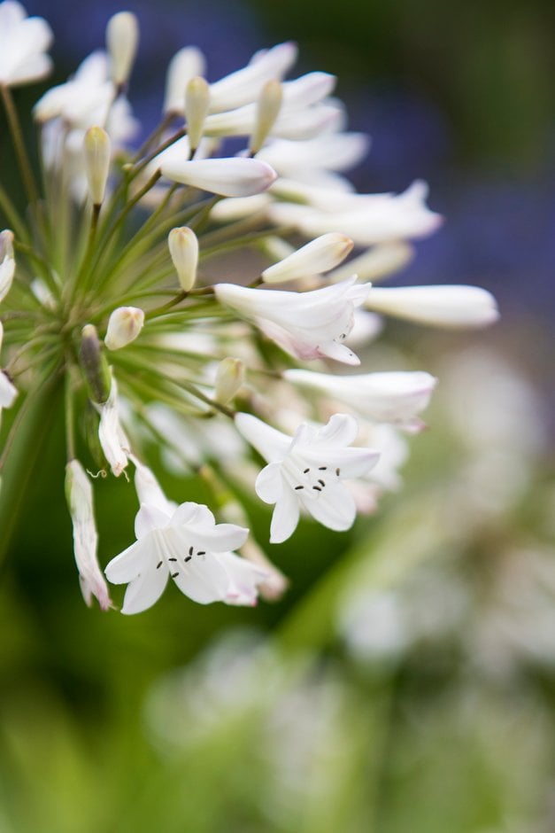 <i>Agapanthus</i> 'Pink Tips'