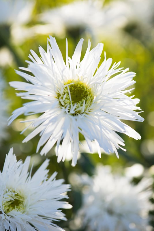Shasta daisy 'Sante'