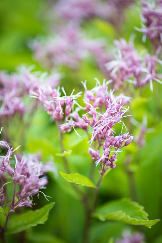 eupatorium 'Phantom'
