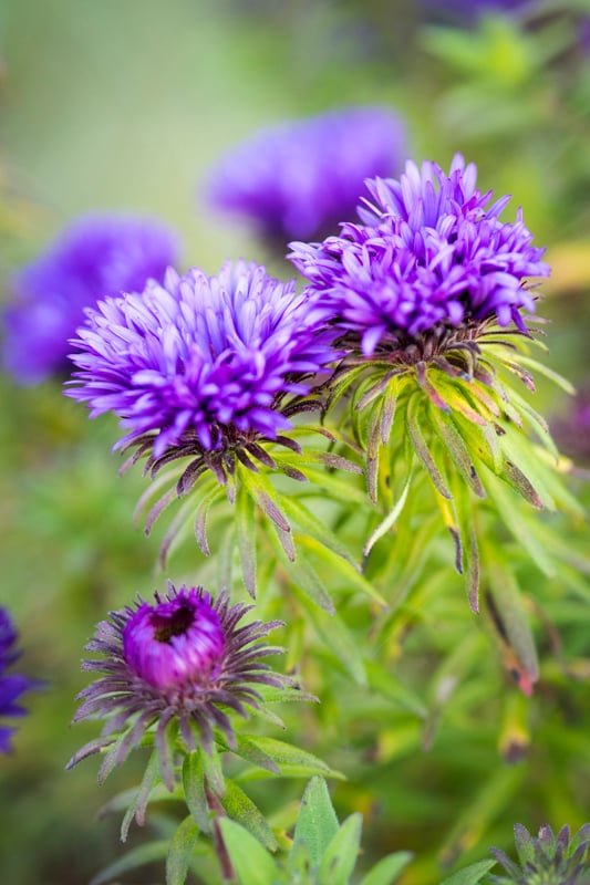 Symphyotrichum novi-belgii 'Purple Dome' | Michaelmas daisy 'Purple ...