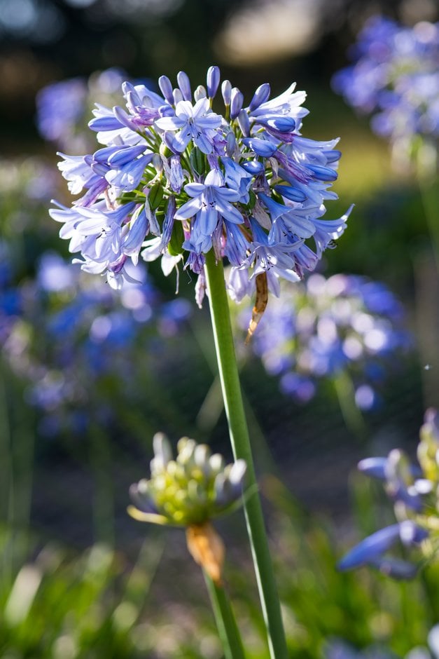 African lily 'Malcolm'