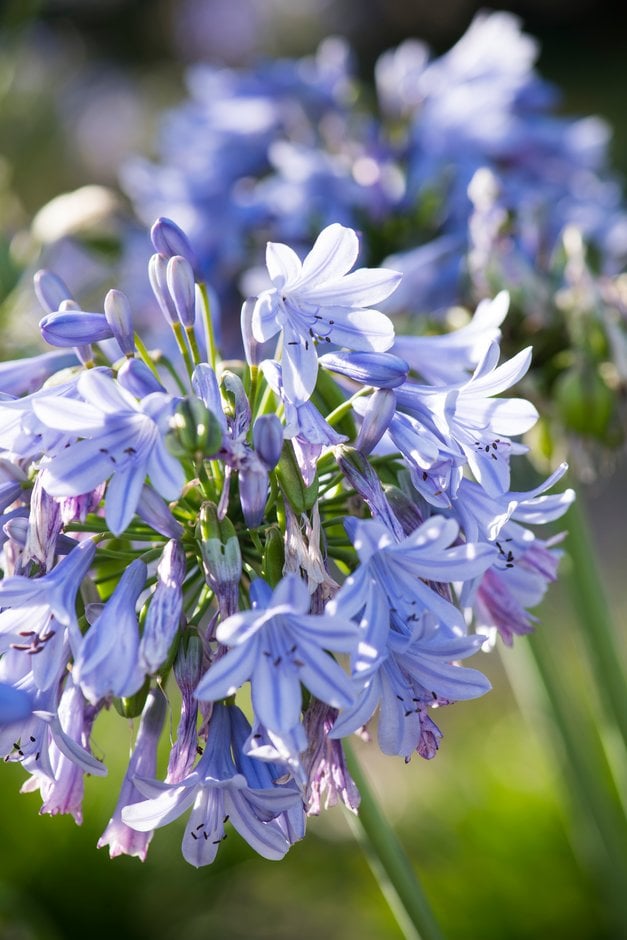African lily 'Malcolm'