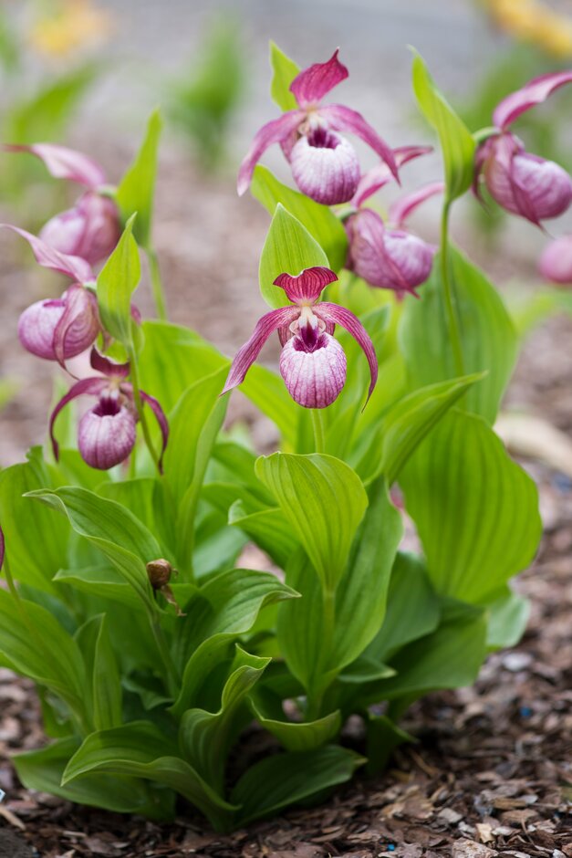 <em>Cypripedium</em> <em>calceolus</em> × <em>macranthos</em>
