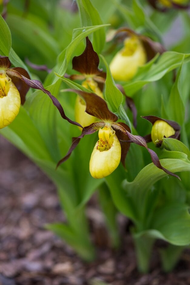 lady's slipper orchid Sabine Pastel gx