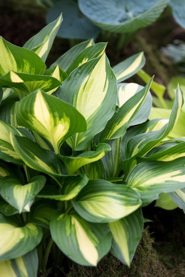 Hosta &Lakeside Little Tuft& (v) | plantain lily &Lakeside Little Tuft ...